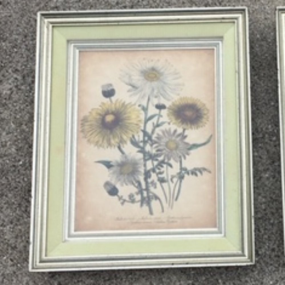 1840 Antique Botanical Yellow Print Framed by Jane Loudon Hand Colored Victorian